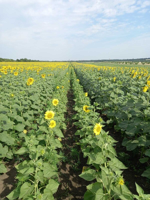 Поле соняшнику