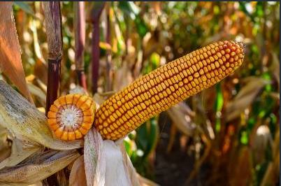 РУБІКОН – гібрид кукурудзи